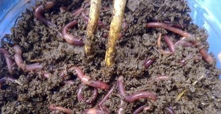 钓鲤鱼饵料配方：正确选用百度经验配方（图）