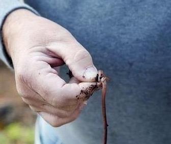 钓鲤鱼饵料配方：正确选用百度经验配方（图）