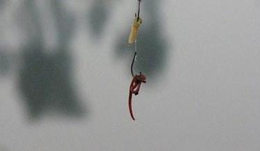 钓鲤鱼饵料配方：正确选用百度经验配方（图）