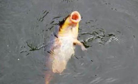 钓鲤鱼饵料配方：正确选用百度经验配方（图）