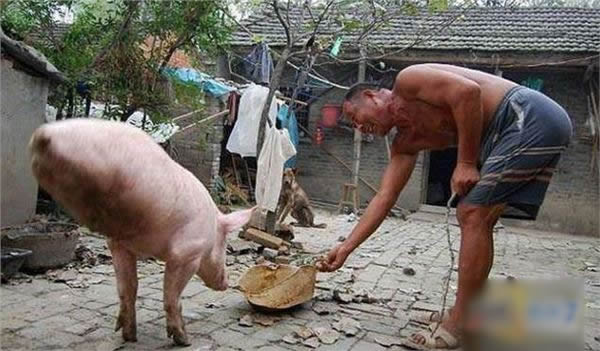 两条腿的猪图片：天生两条腿会直起来走路（图）