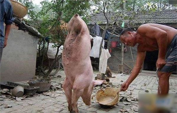 两条腿的猪图片：天生两条腿会直起来走路（图）