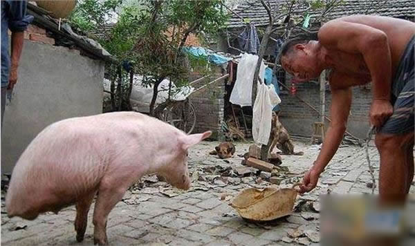 两条腿的猪图片：天生两条腿会直起来走路（图）