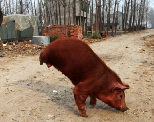 两条腿的猪图片：天生两条腿会直起来走路（图）