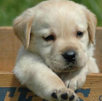 最可爱的狗：每个狗狗都有可爱的一面（图）