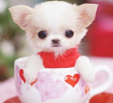 最可爱的狗：每个狗狗都有可爱的一面（图）