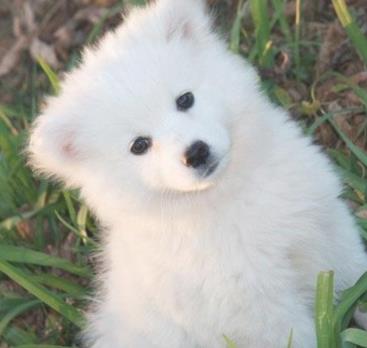 最可爱的狗：每个狗狗都有可爱的一面（图）