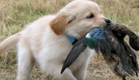 最可爱的狗：每个狗狗都有可爱的一面（图）