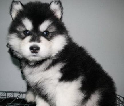 最可爱的狗：每个狗狗都有可爱的一面（图）