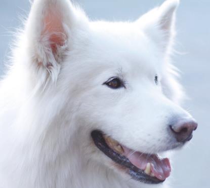 最可爱的狗：每个狗狗都有可爱的一面（图）