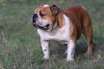 最可爱的狗：每个狗狗都有可爱的一面（图）