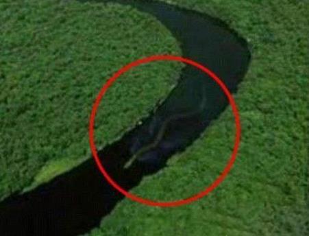 世界上最长的蛇图片:巨蛇比竟河道的宽度还要长(图) 世界上最长的蛇图片:巨蛇比竟河道的宽度还要长(图)