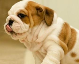 最萌的狗:简介及图片欣赏(组图) 最萌的狗:简介及图片欣赏(组图)