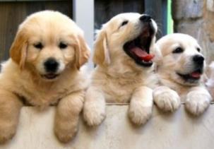 最萌的狗:简介及图片欣赏(组图) 最萌的狗:简介及图片欣赏(组图)