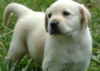 最萌的狗:简介及图片欣赏(组图) 最萌的狗:简介及图片欣赏(组图)