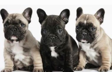 最萌的狗:简介及图片欣赏(组图) 最萌的狗:简介及图片欣赏(组图)