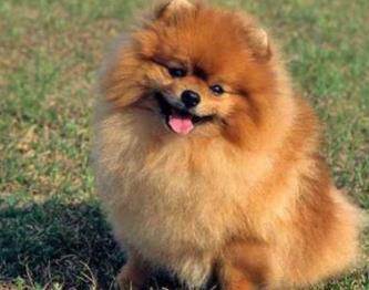 最萌的狗：简介及图片欣赏（组图）