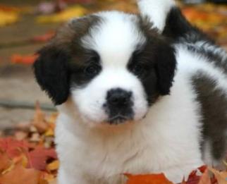 最萌的狗：简介及图片欣赏（组图）