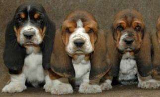 最萌的狗：简介及图片欣赏（组图）