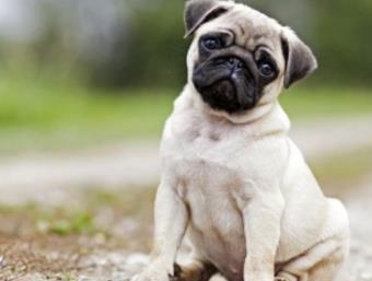 最萌的狗：简介及图片欣赏（组图）