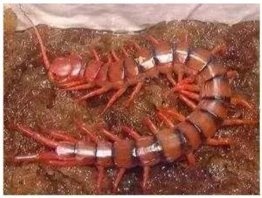 最大的蜈蚣有多大揭晓:个个都是巨人蜈蚣(图) 最大的蜈蚣有多大揭晓:个个都是巨人蜈蚣(图)