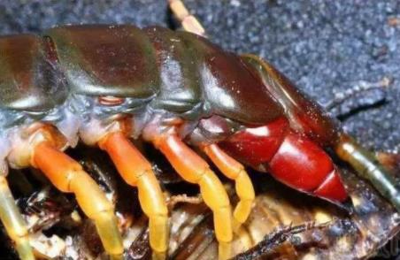 最大的蜈蚣有多大揭晓：个个都是巨人蜈蚣（图）