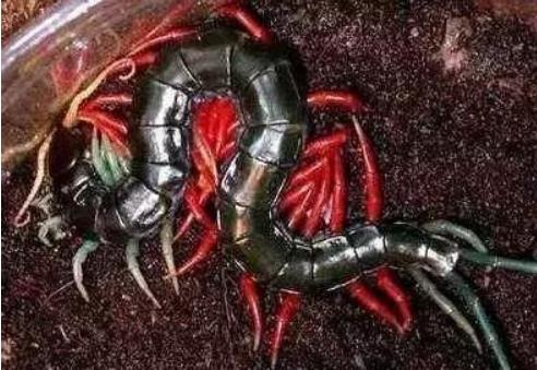 最大的蜈蚣有多大揭晓：个个都是巨人蜈蚣（图）