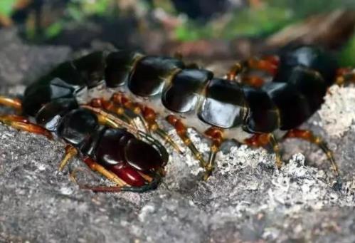 最大的蜈蚣有多大揭晓：个个都是巨人蜈蚣（图）