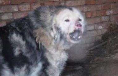 十大猛犬:样子呆萌凶起来却不要命(图) 十大猛犬:样子呆萌凶起来却不要命(图)