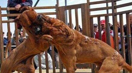 十大猛犬:样子呆萌凶起来却不要命(图) 十大猛犬:样子呆萌凶起来却不要命(图)