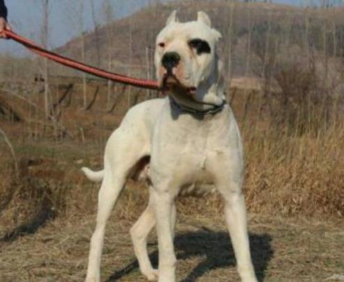 十大猛犬：样子呆萌凶起来却不要命（图）