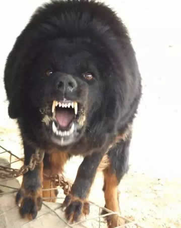 十大猛犬：样子呆萌凶起来却不要命（图）