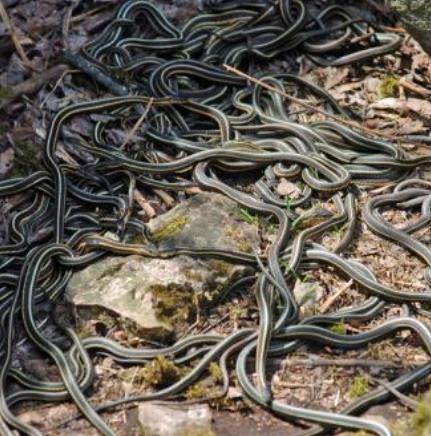 蟒蛇电影大全：现实中你侥幸遇到了逃生都困难