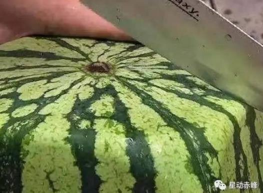 1688元买了个方形西瓜：打开全是白肉又苦又涩（图）