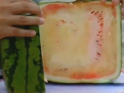 1688元买了个方形西瓜：打开全是白肉又苦又涩（图）