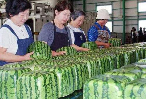 1688元买了个方形西瓜：打开全是白肉又苦又涩（图）