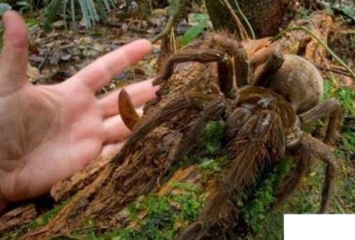 巨蜘蛛多大图片及简介：相当恐怖的丛林猎杀者（图）