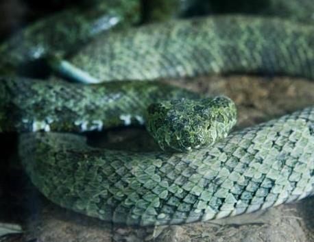 烙铁头蛇简介:蛇中熊猫罕见又珍贵(图) 烙铁头蛇简介:蛇中熊猫罕见又珍贵(图)