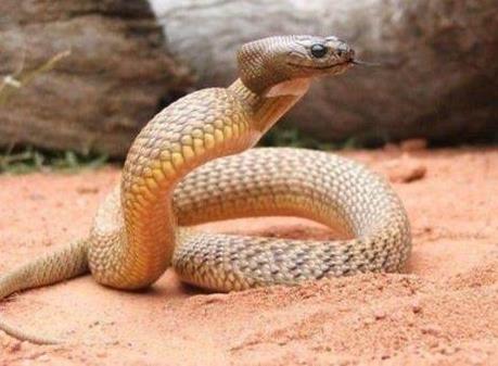 烙铁头蛇简介:蛇中熊猫罕见又珍贵(图) 烙铁头蛇简介:蛇中熊猫罕见又珍贵(图)