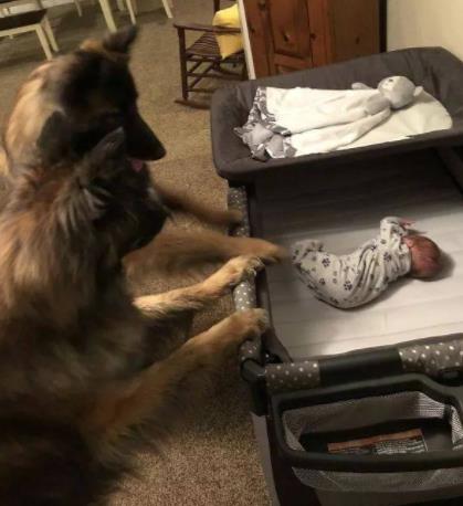 人狗情未了图片：令人感动的10大温暖瞬间（组图）