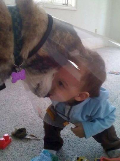 人狗情未了图片：令人感动的10大温暖瞬间（组图）