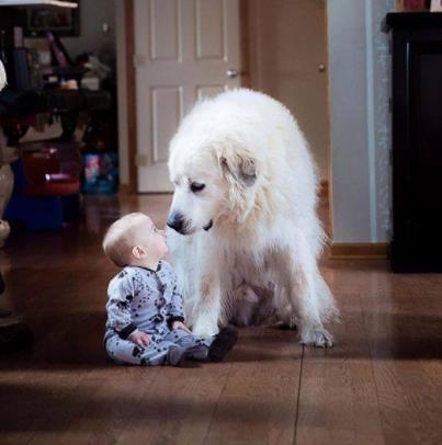 人狗情未了图片：令人感动的10大温暖瞬间（组图）