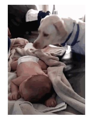 人狗情未了图片：令人感动的10大温暖瞬间（组图）