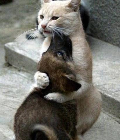 汪星人与喵星人跨越种族的爱恋，真是幸福快乐的一对啊