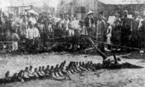 震惊全国的真龙事件:关于5个历史记载过的龙事件 震惊全国的真龙事件:关于5个历史记载过的龙事件