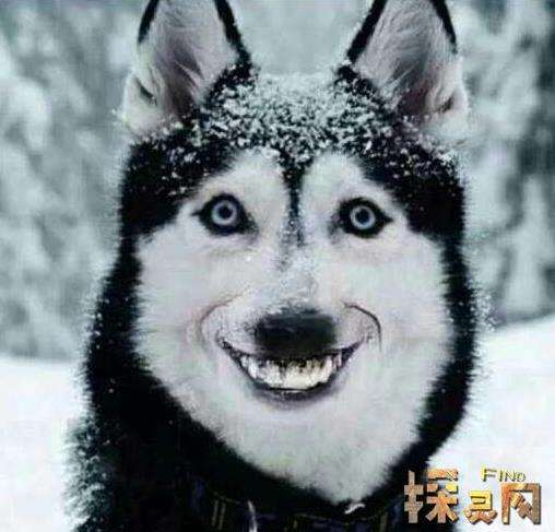 微笑狗为什么吓人：笑容背后一个恐怖故事的原图