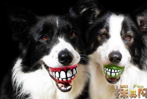 微笑狗为什么吓人：笑容背后一个恐怖故事的原图