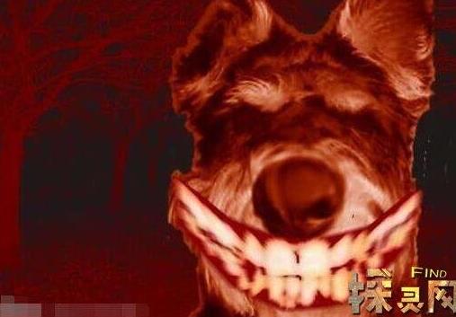 微笑狗为什么吓人：笑容背后一个恐怖故事的原图