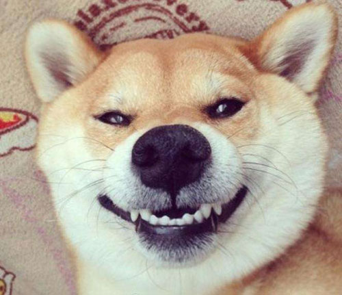 微笑狗为什么吓人:笑容背后一个恐怖故事的原图