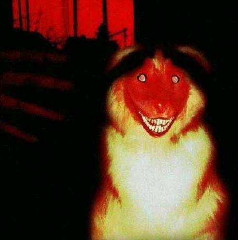 微笑狗为什么吓人：笑容背后一个恐怖故事的原图